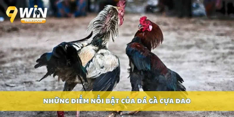 Những điểm nổi bật của đá gà cựa dao tại nhà cái 9Win